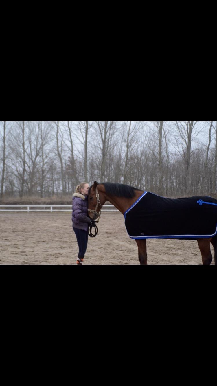 Dansk Varmblod Times square billede 5