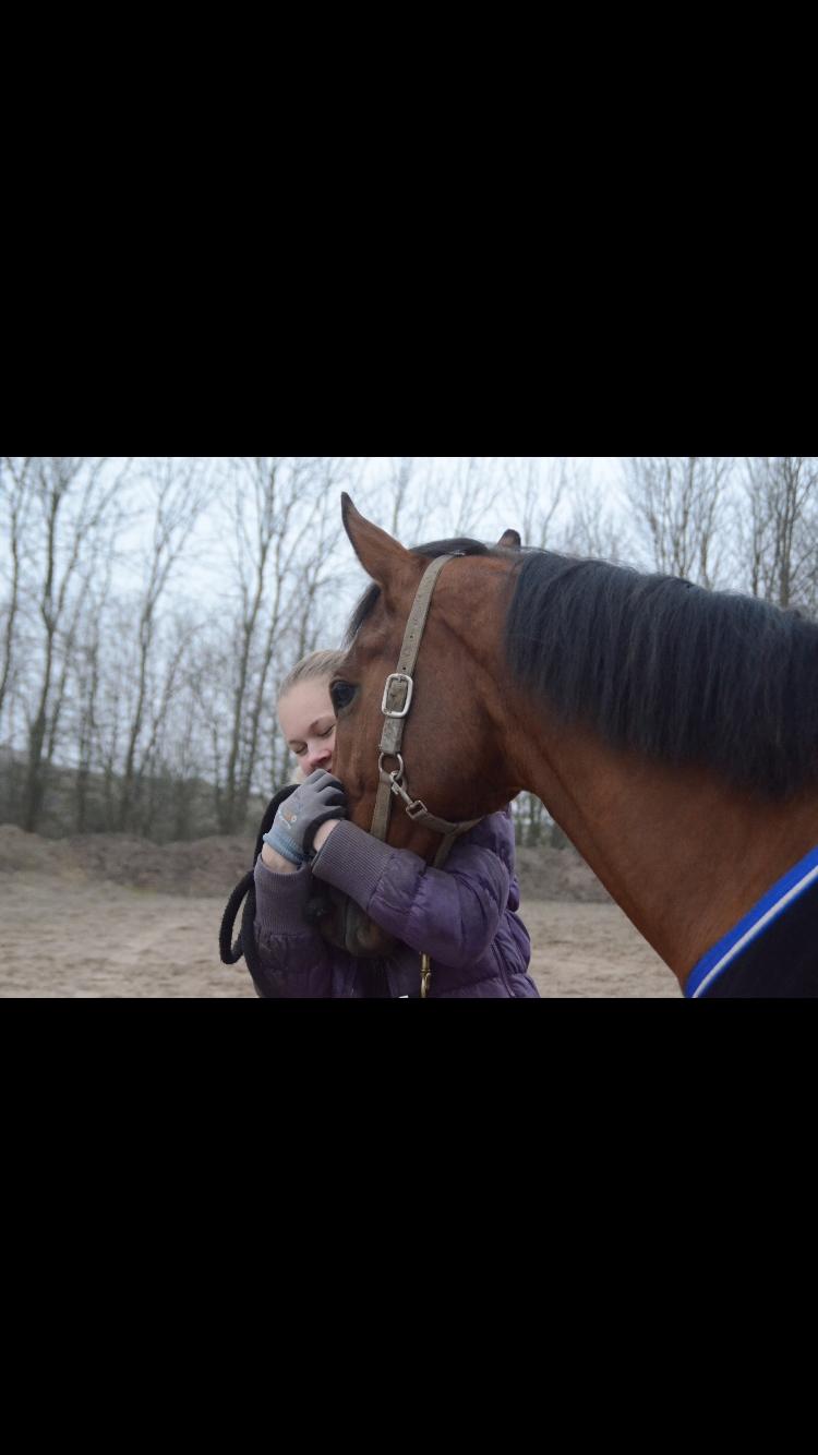 Dansk Varmblod Times square billede 6