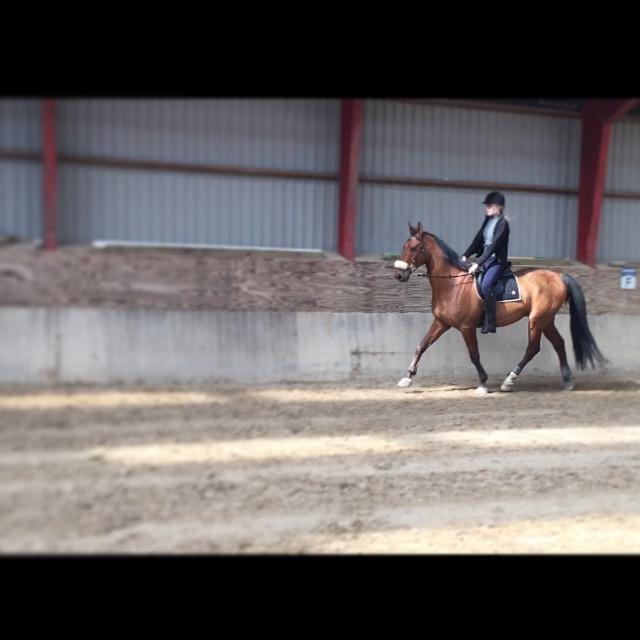 Dansk Varmblod Times square billede 7