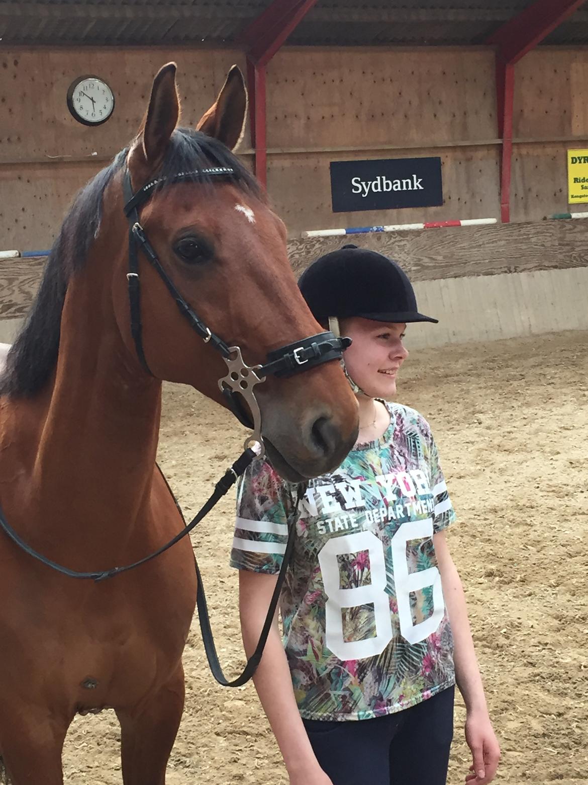 Dansk Varmblod Times square billede 8