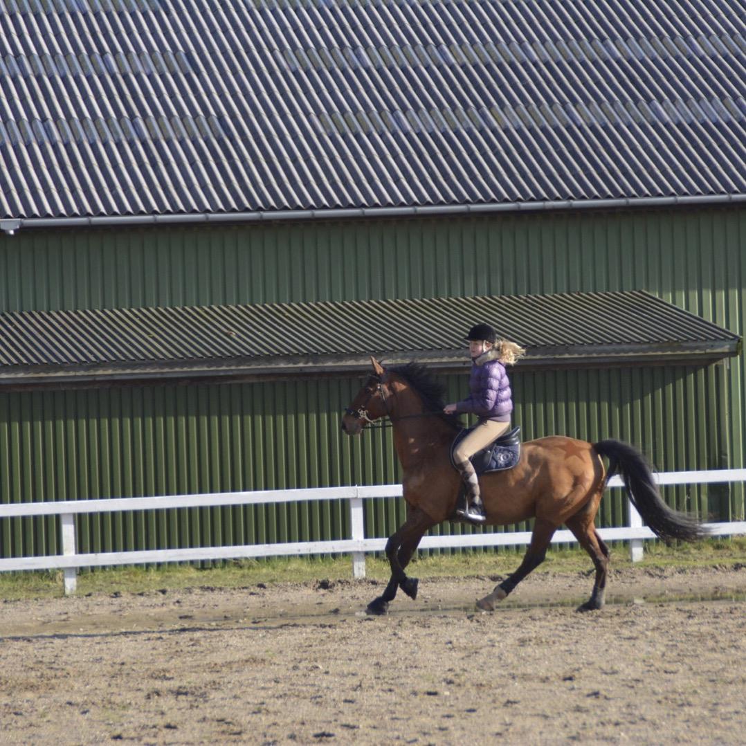 Dansk Varmblod Times square billede 9