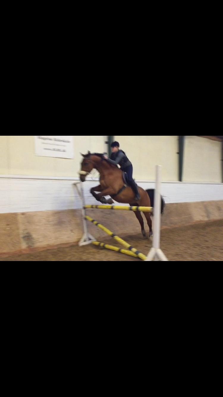 Dansk Varmblod Times square billede 12