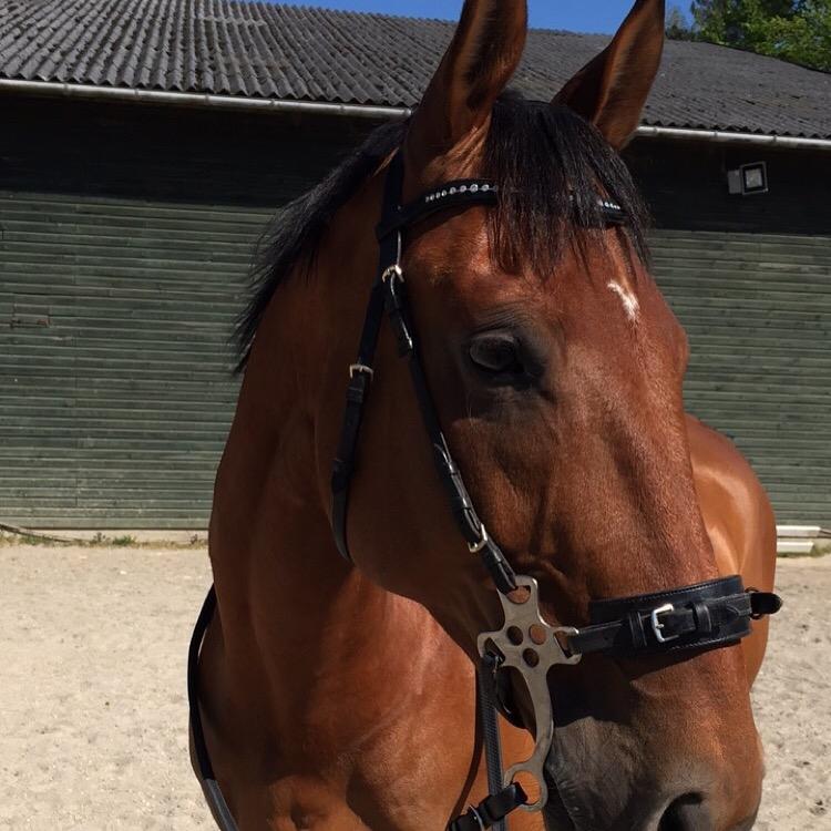 Dansk Varmblod Times square billede 16