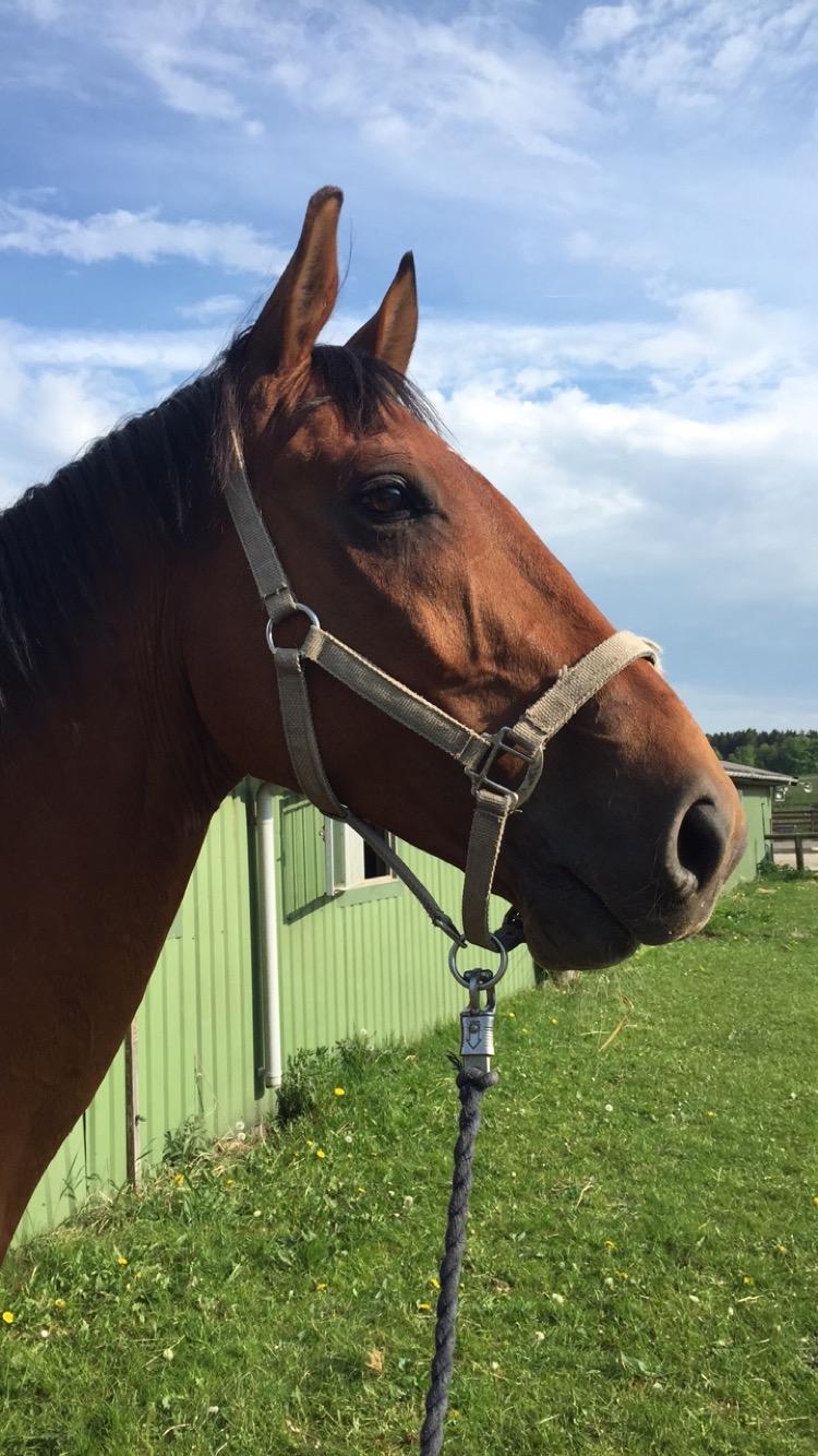 Dansk Varmblod Times square billede 20