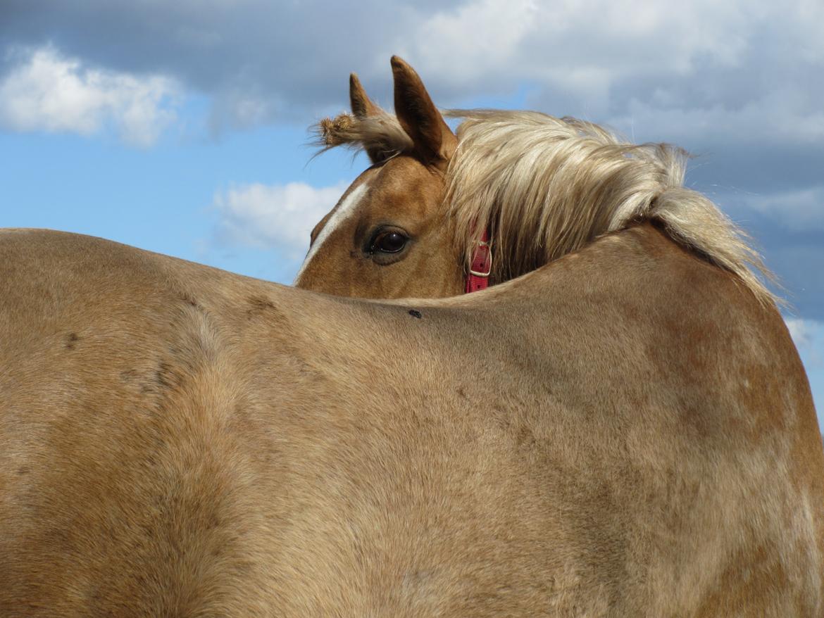 Palomino kærligheds ponyen Troja(SELVSKABSPONY) R.I.P.  billede 4