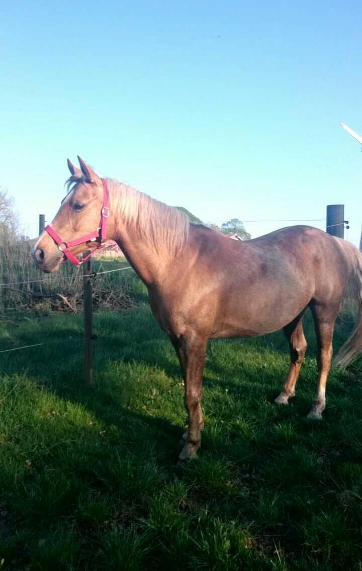 Palomino kærligheds ponyen Troja(SELVSKABSPONY) R.I.P.  billede 5