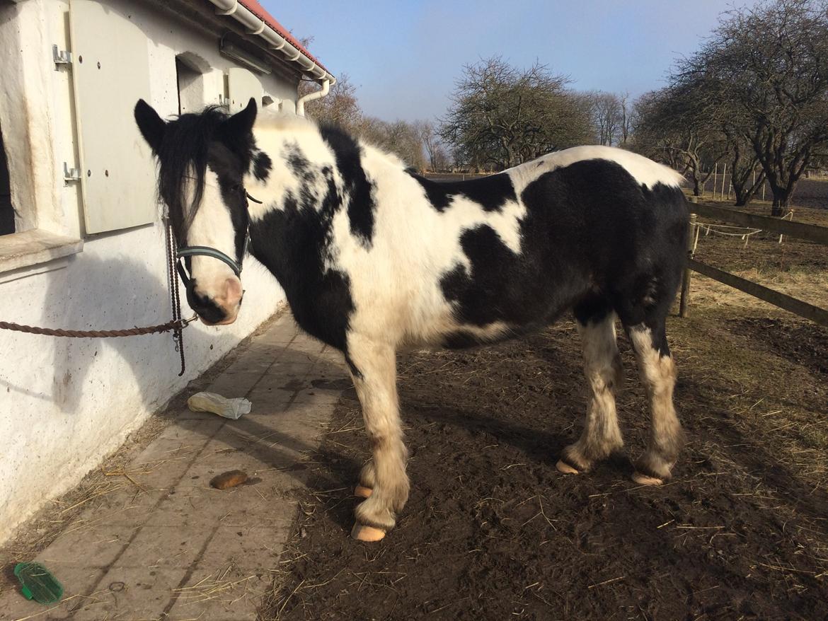 Tinker Filuka billede 2