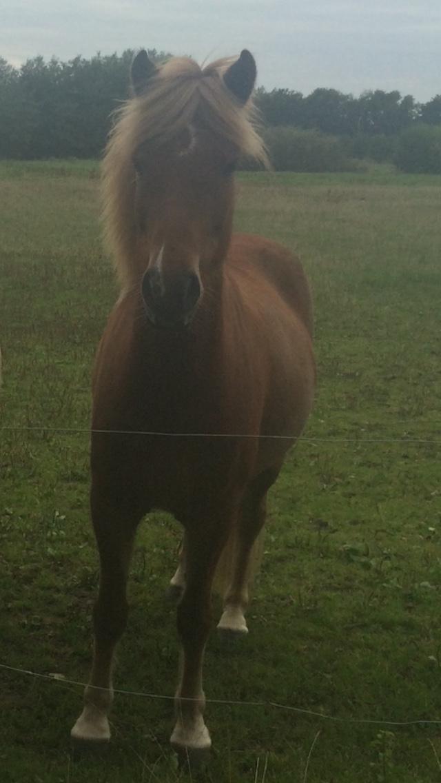 Islænder Robin fra nr. hytten - Lige der hvor jeg havde fået ham <3 billede 1