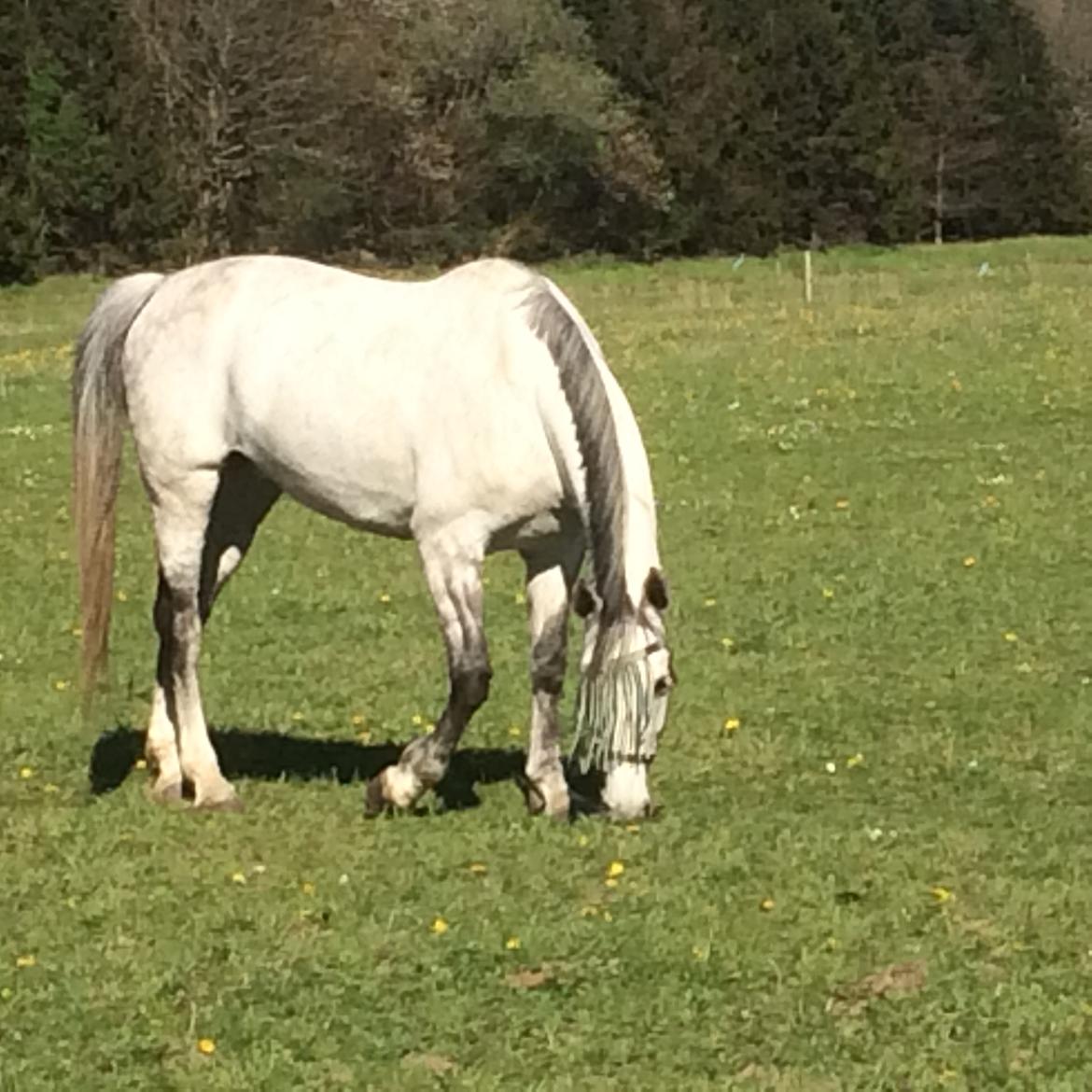 Holstener Alina  billede 13