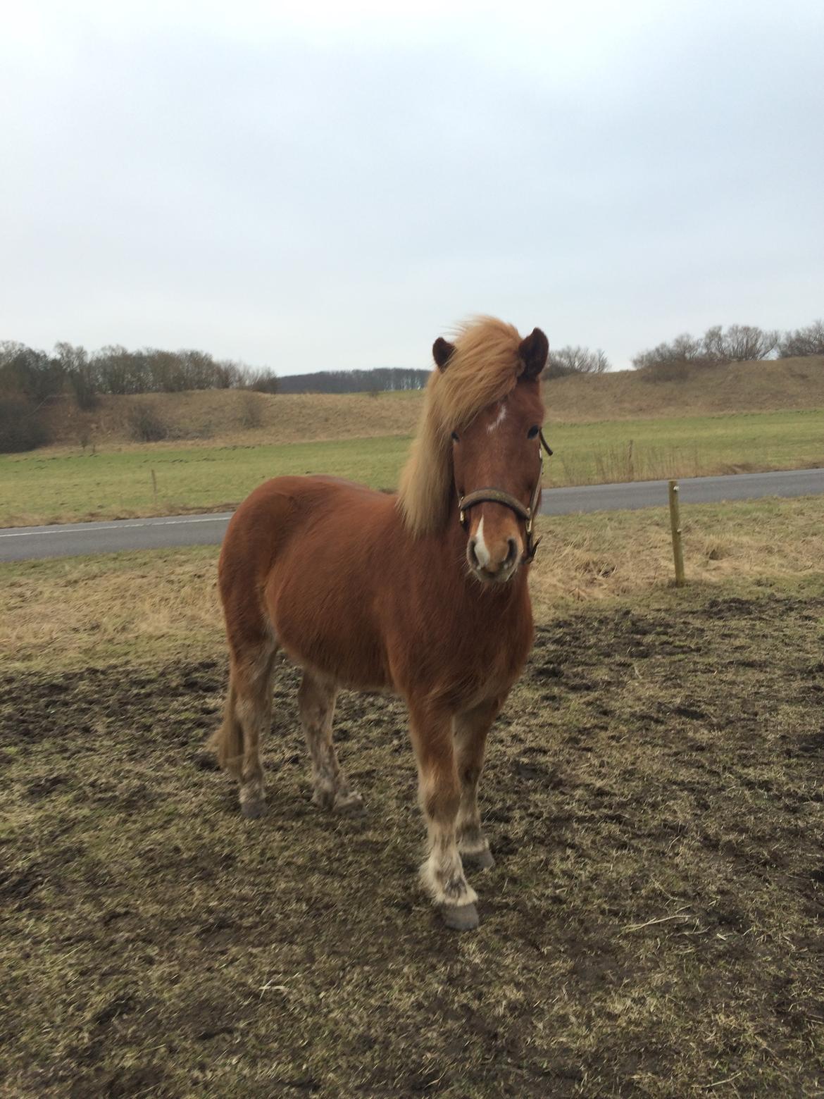 Islænder Robin fra nr. hytten billede 5