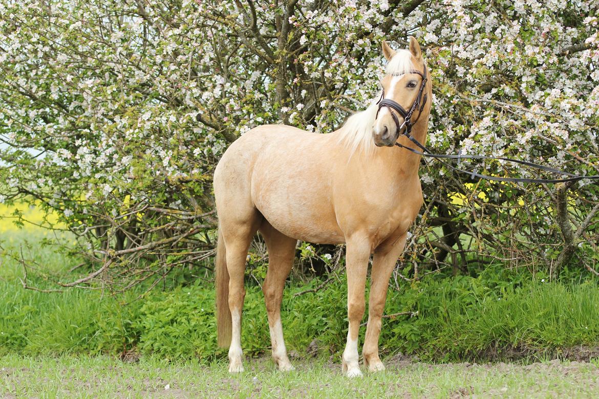 Palomino Kvolsbæk's Exclusive Enya billede 12