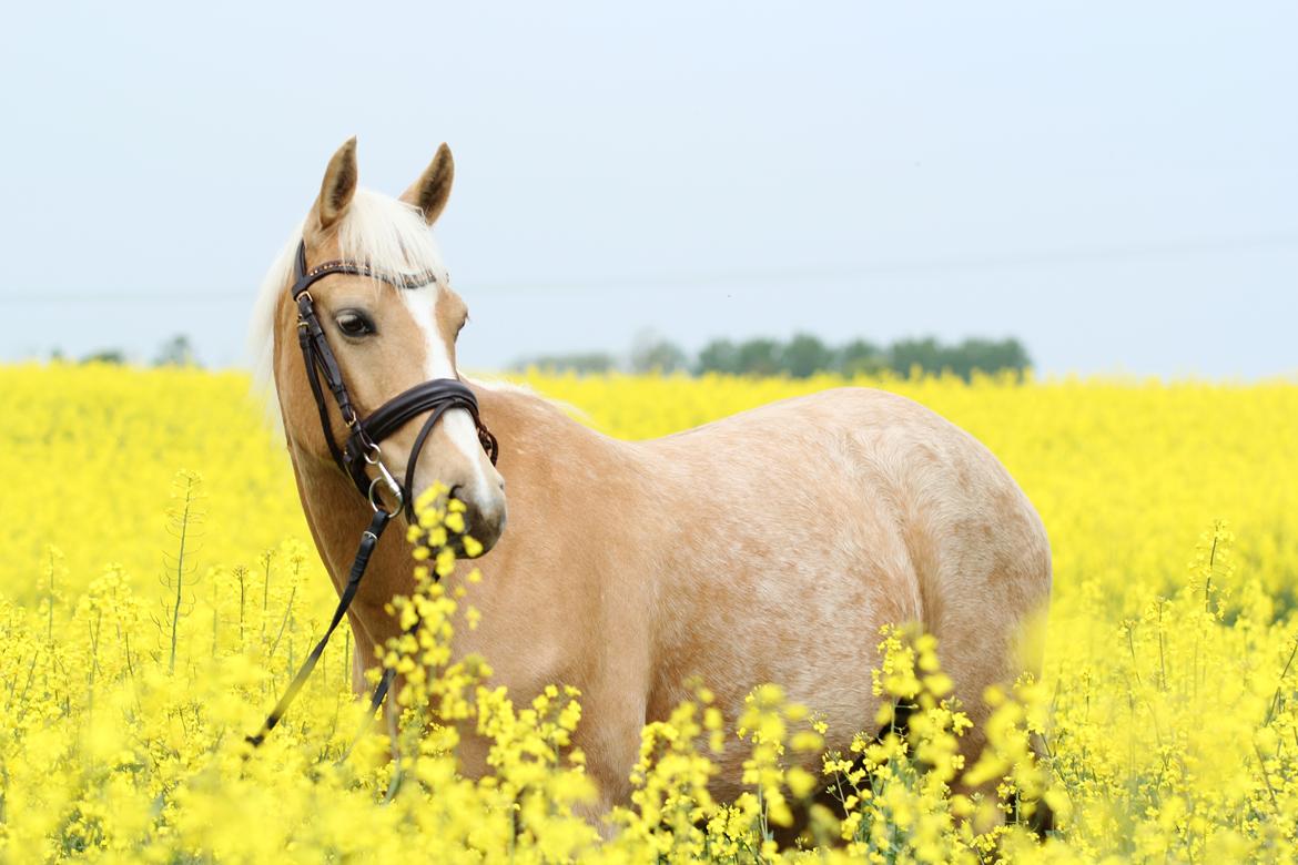 Palomino Kvolsbæk's Exclusive Enya - Sommeren er på vej <3  billede 8