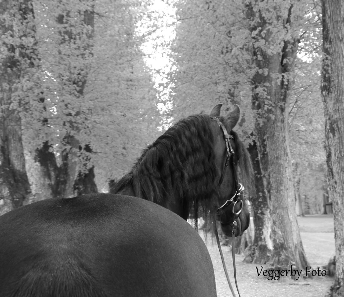 Frieser Jitske Van De Lage Landen billede 2