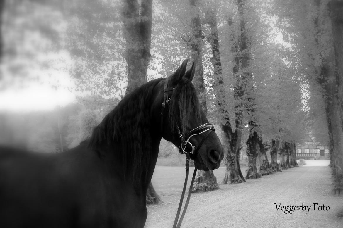 Frieser Jitske Van De Lage Landen billede 3