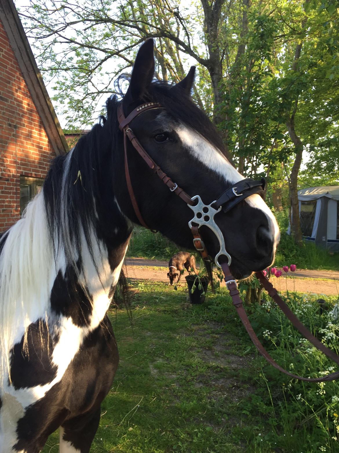 Pinto Lubjiana billede 17