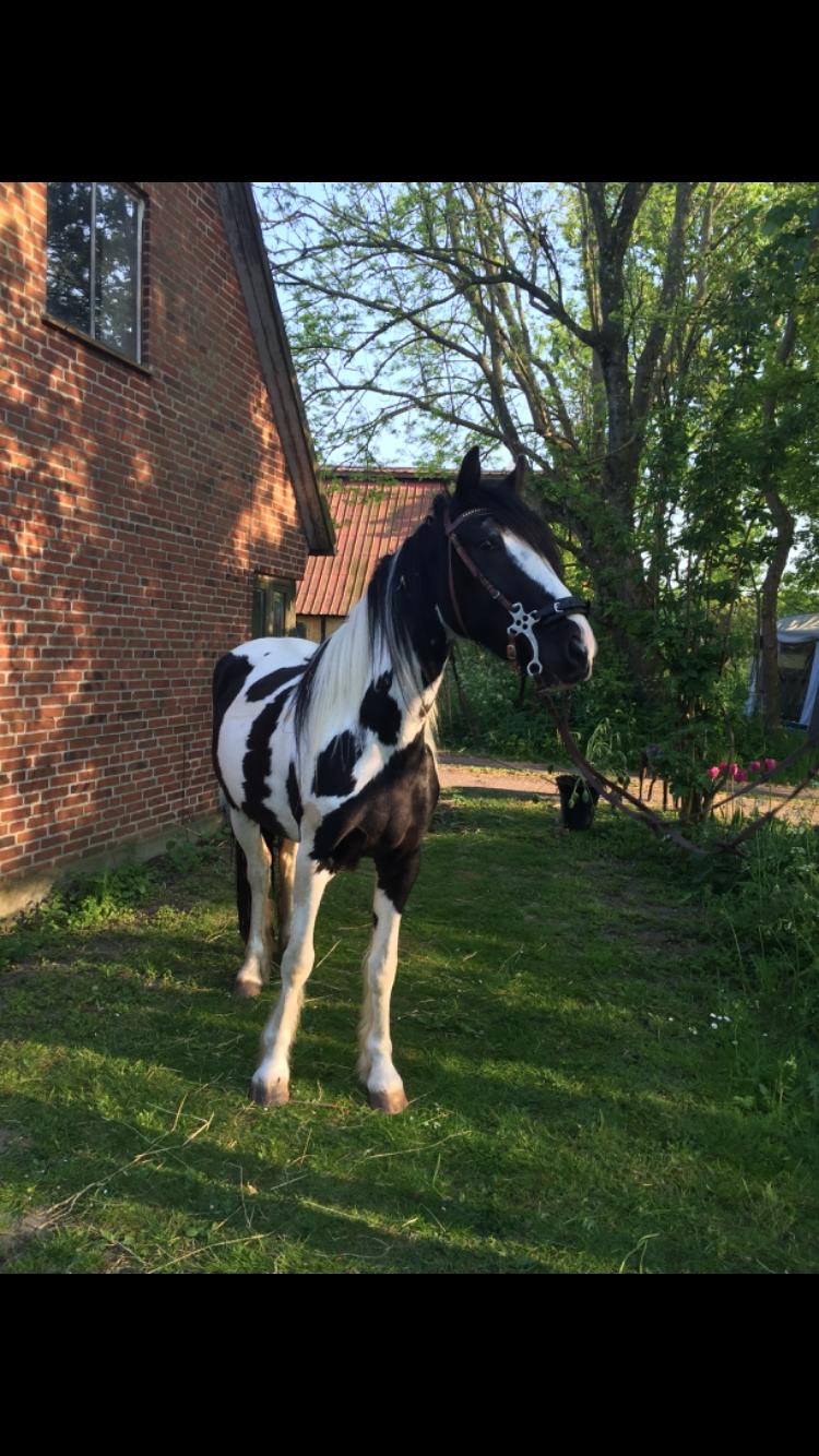 Pinto Lubjiana billede 18