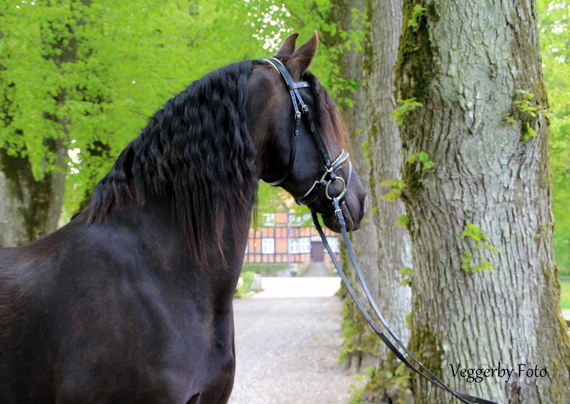 Frieser Jitske Van De Lage Landen billede 4