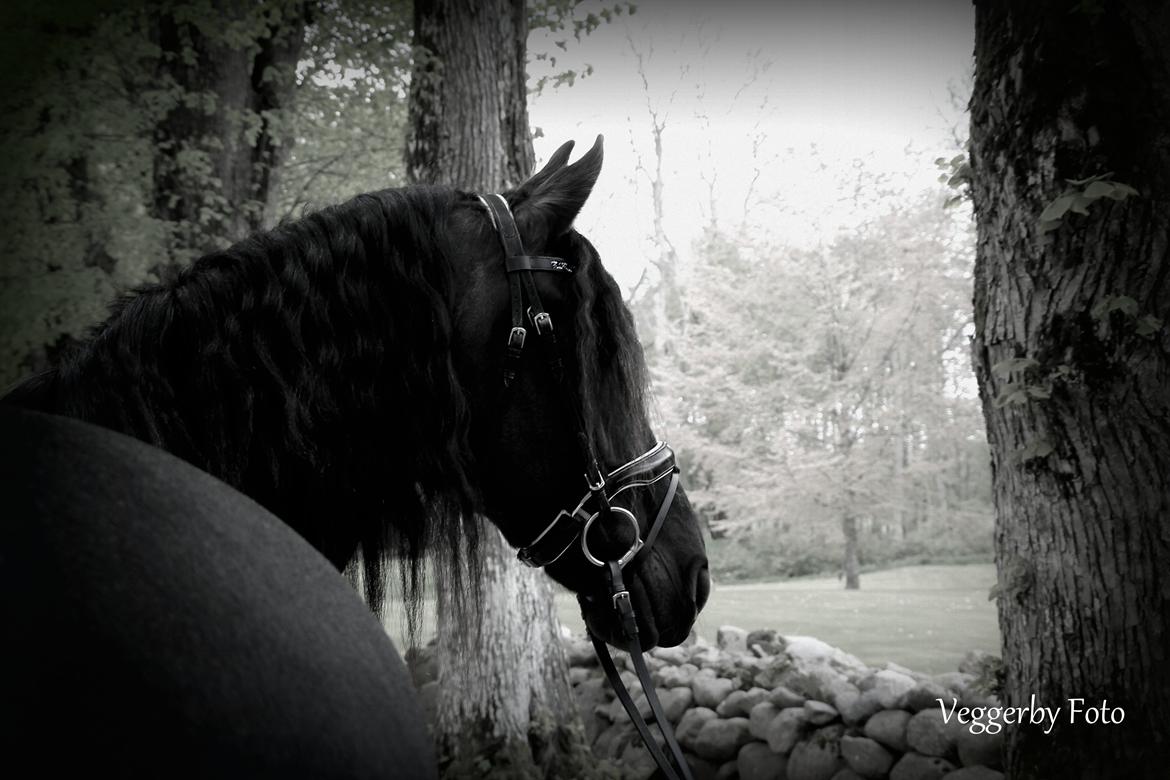 Frieser Jitske Van De Lage Landen billede 6
