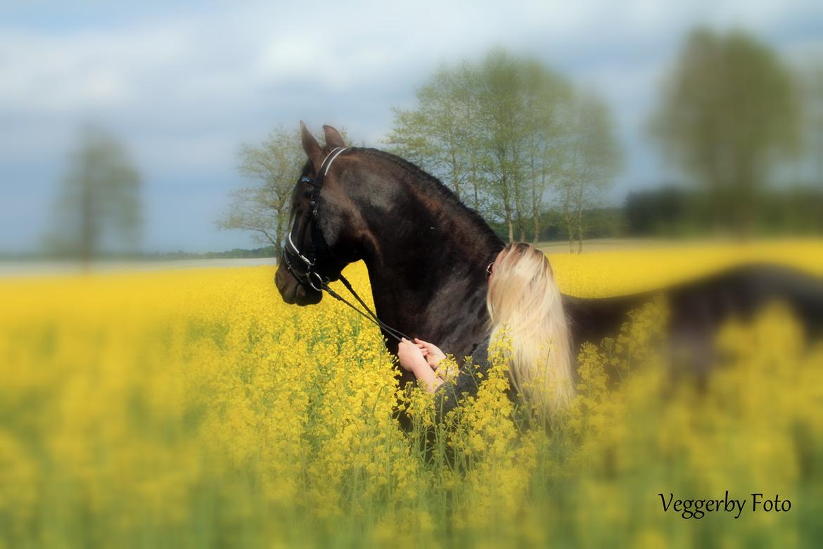 Frieser Jitske Van De Lage Landen billede 10