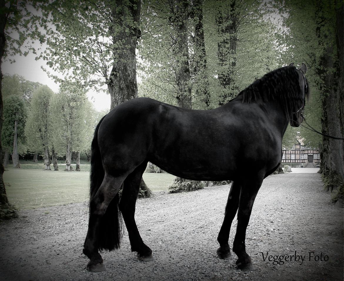Frieser Jitske Van De Lage Landen billede 11