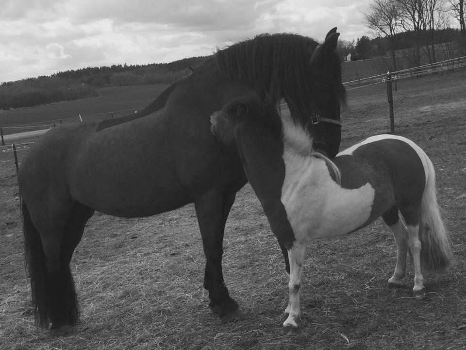 Frieser Jitske Van De Lage Landen billede 5