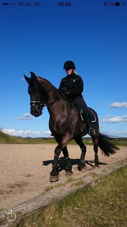 Frieser Jitske Van De Lage Landen billede 13