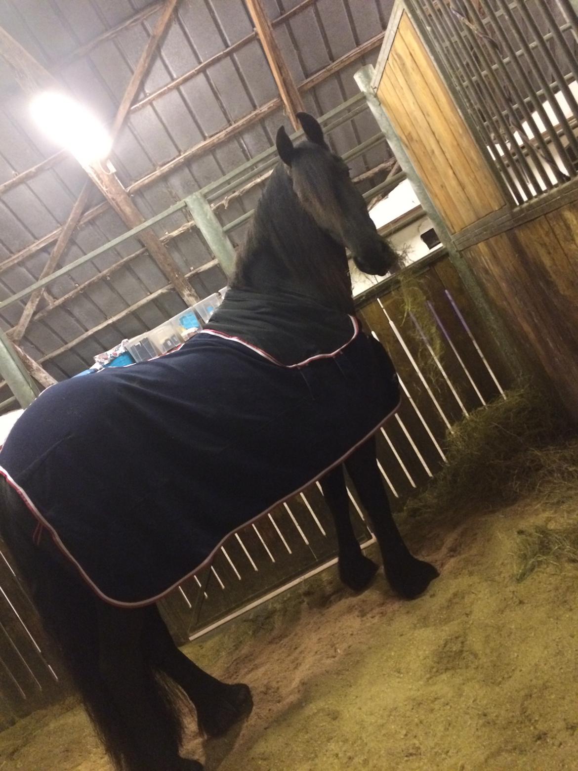 Frieser Jitske Van De Lage Landen billede 14