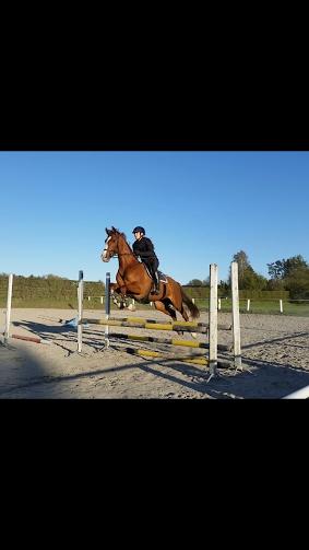 Anden særlig race Skovlunds Lacoste  billede 13