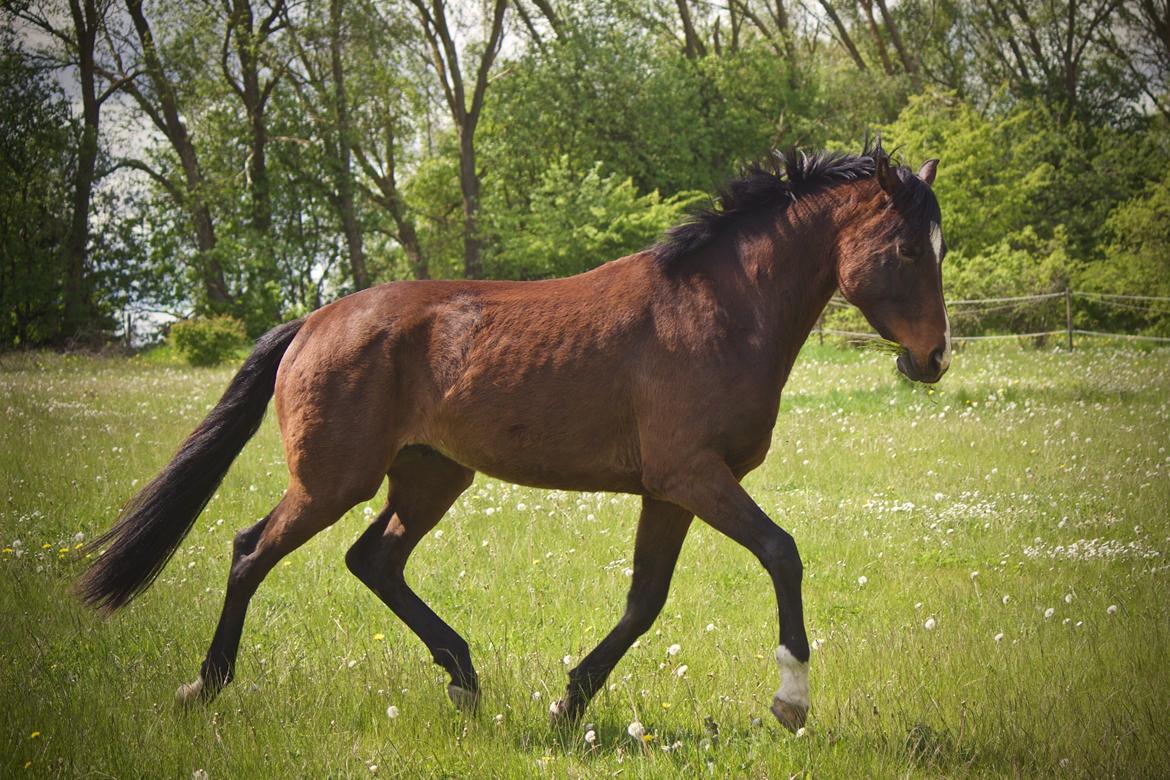 Dansk Varmblod Lucky Look billede 31