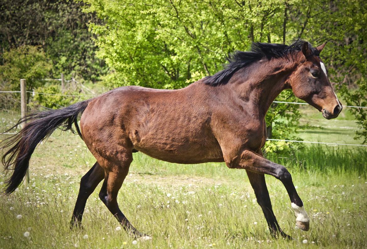 Dansk Varmblod Lucky Look billede 6