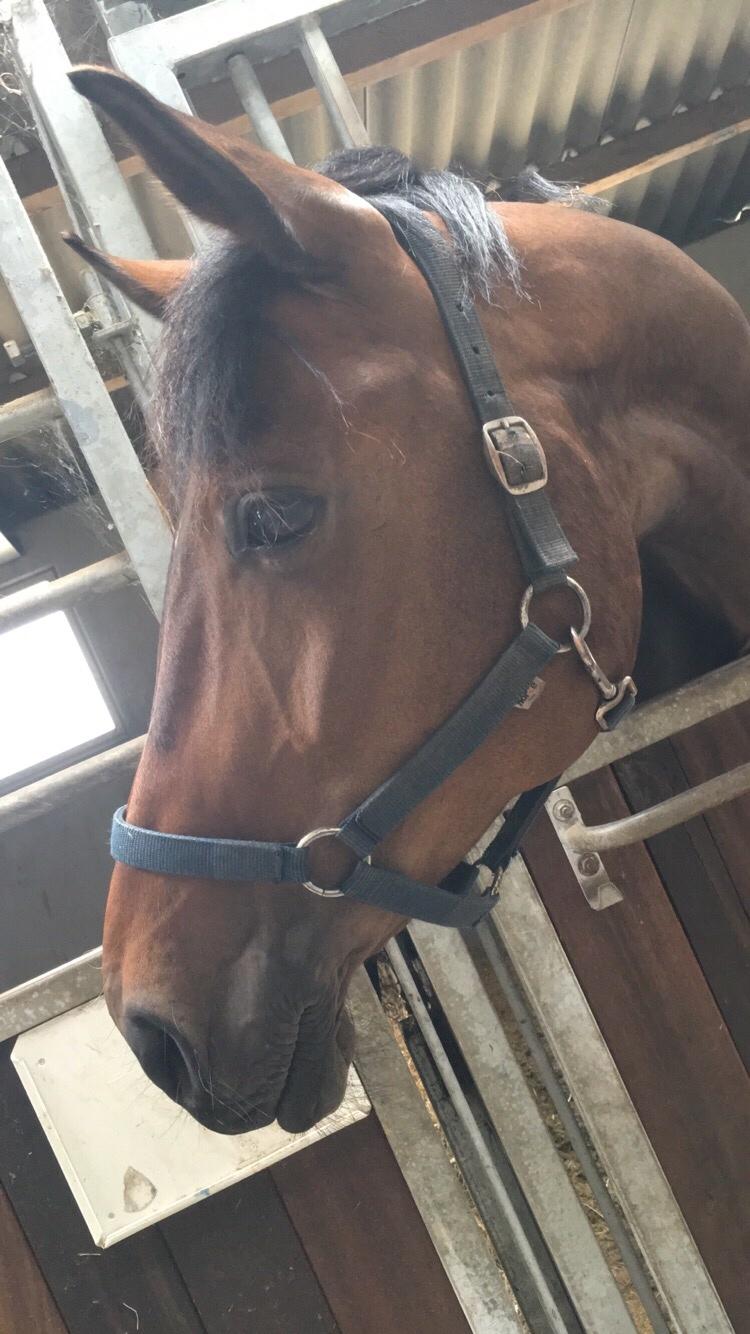 Dansk Varmblod Birkholm's ronja billede 12