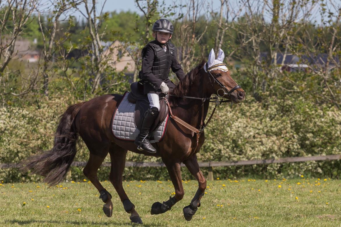 DSP MaarielundsFairytale . SOLGT billede 9