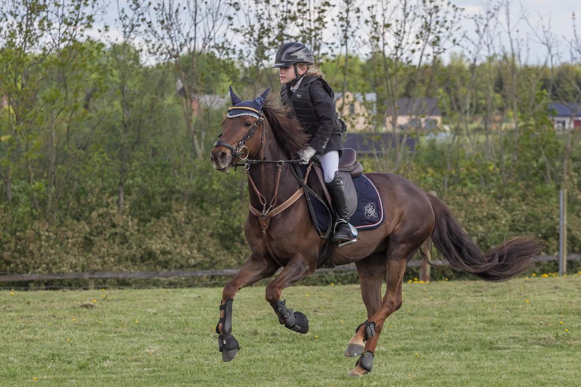 DSP MaarielundsFairytale . SOLGT billede 18