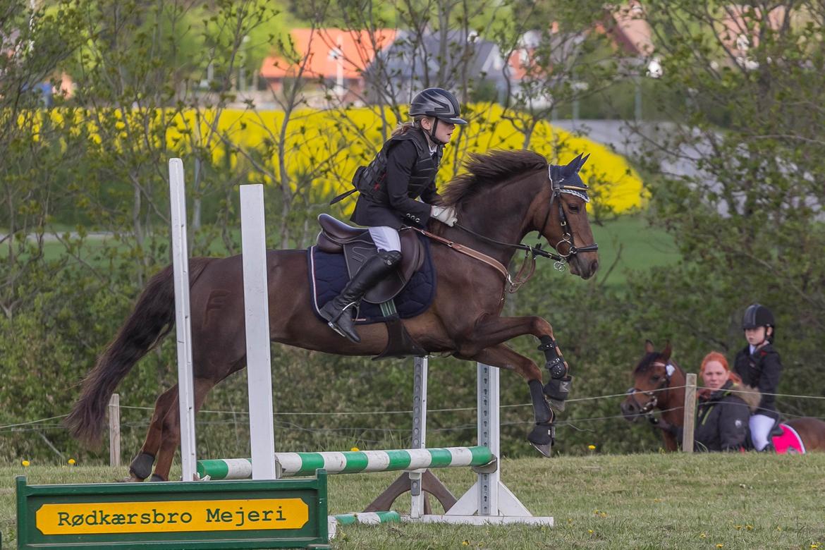 DSP MaarielundsFairytale . SOLGT billede 20