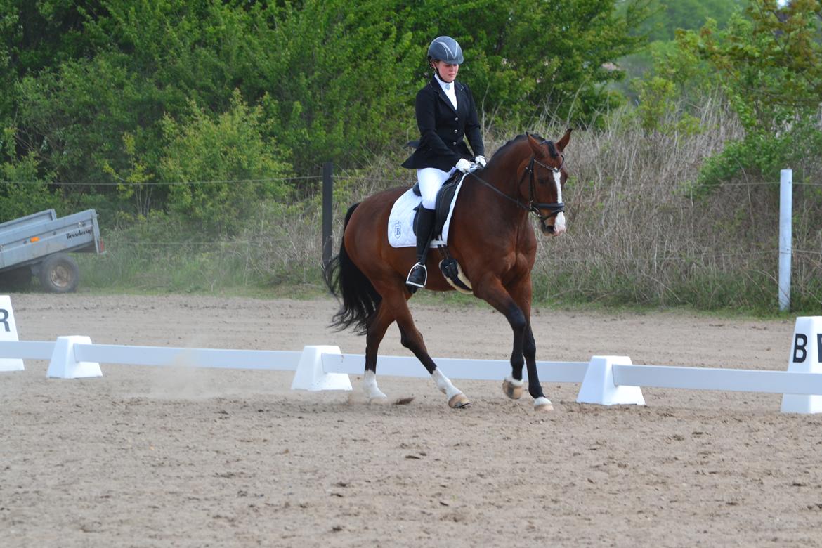 Westfaler Fleaubert von Florencio - LB2  billede 4