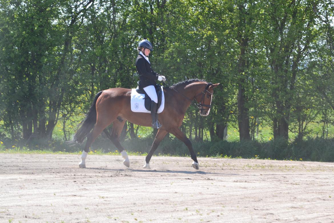 Westfaler Fleaubert von Florencio billede 9