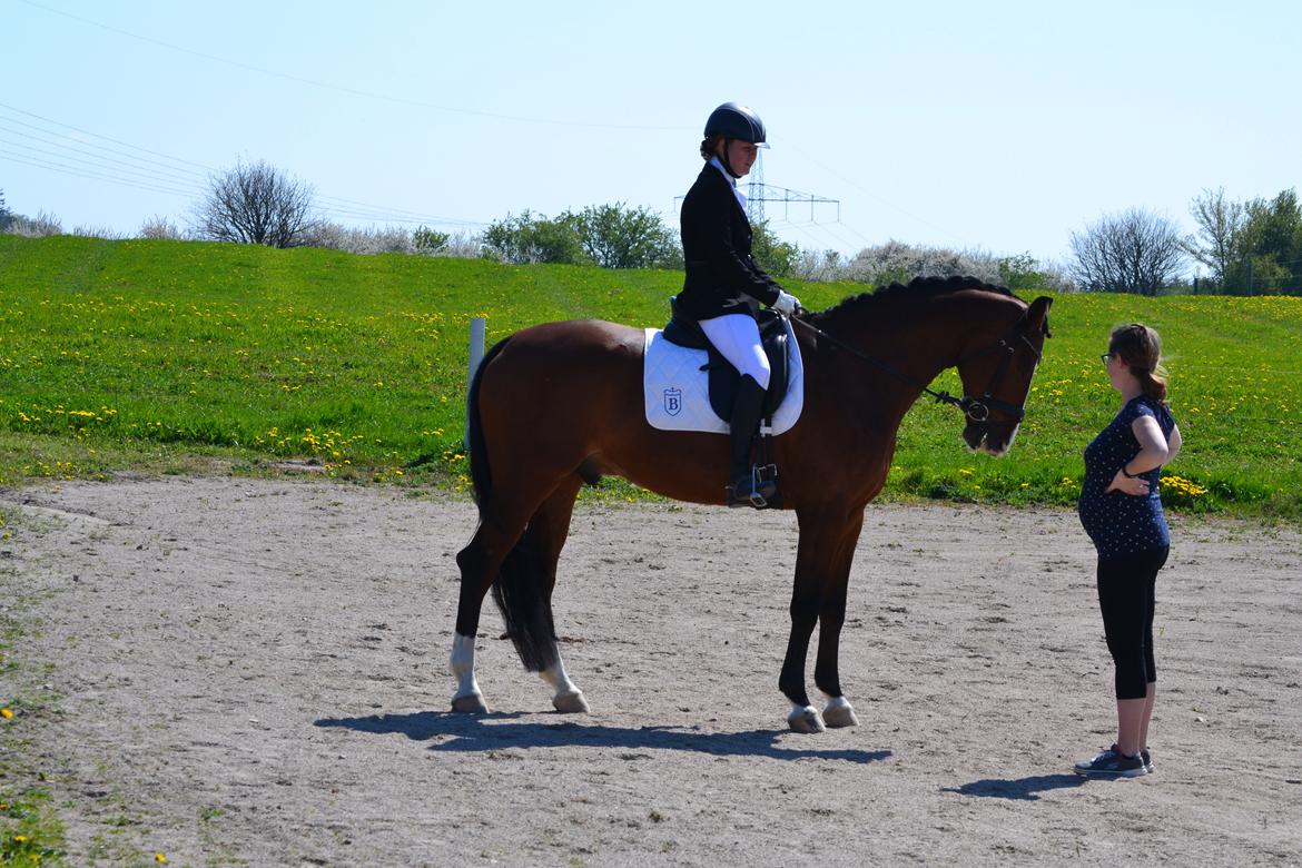 Westfaler Fleaubert von Florencio billede 8