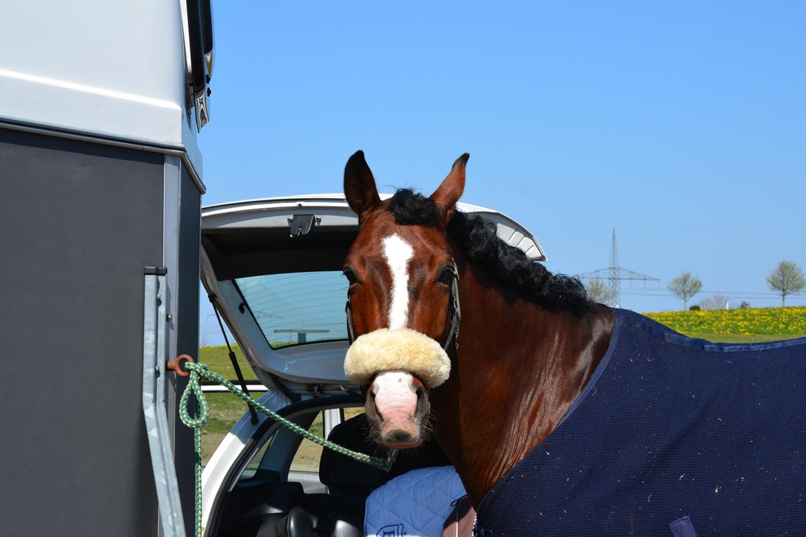 Westfaler Fleaubert von Florencio billede 7