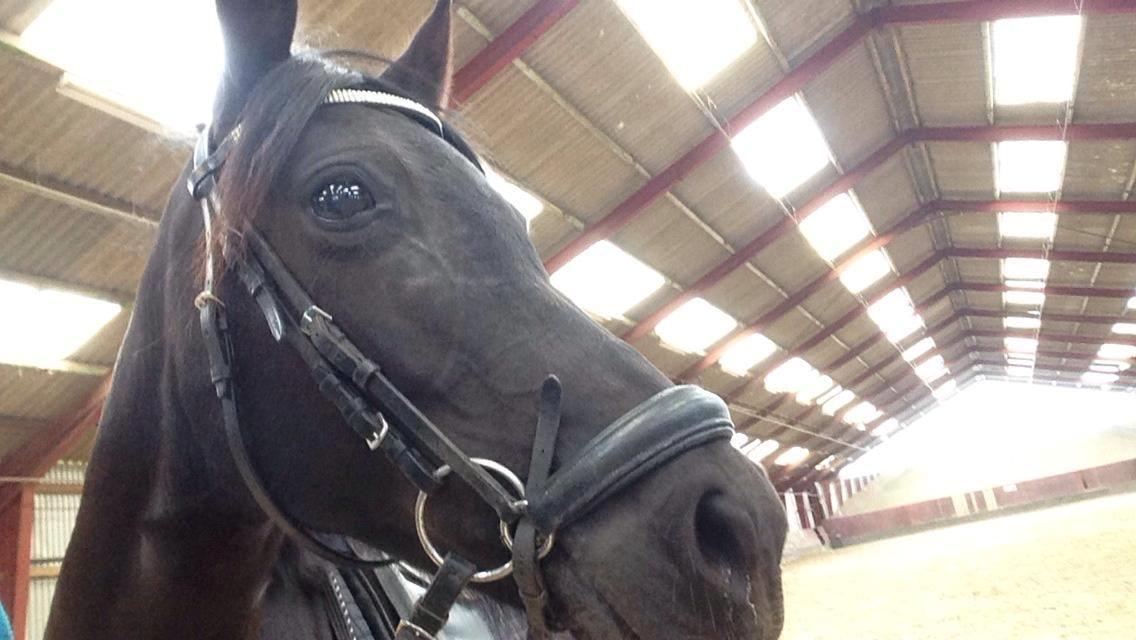 DSP Nørlunds Simone - Velkommen til Simones profil:) billede 1