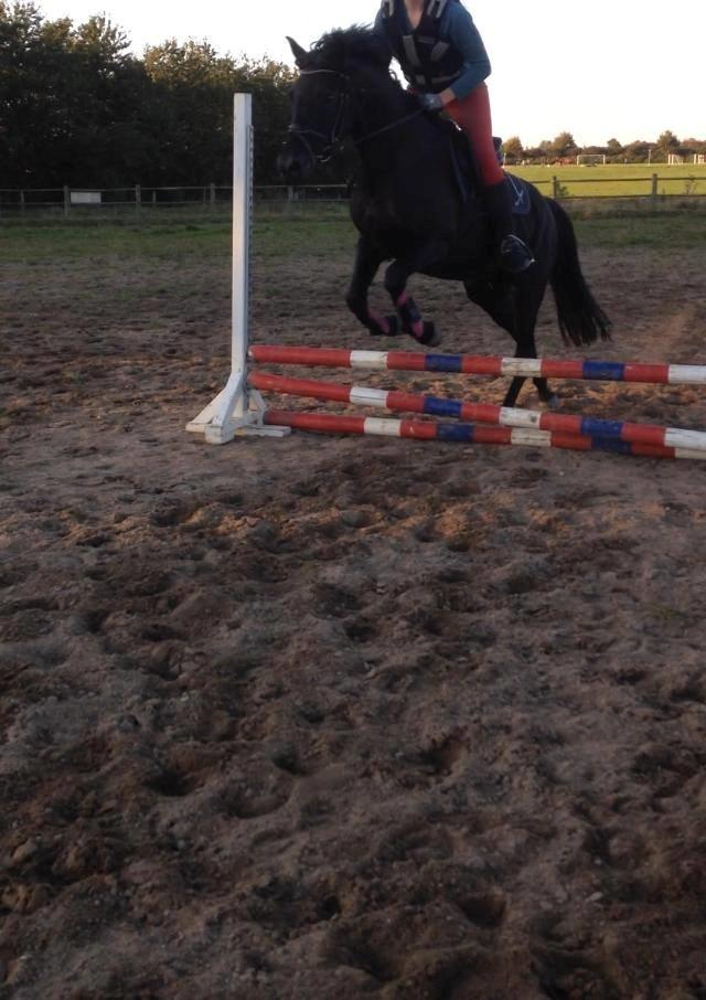 DSP Nørlunds Simone billede 12