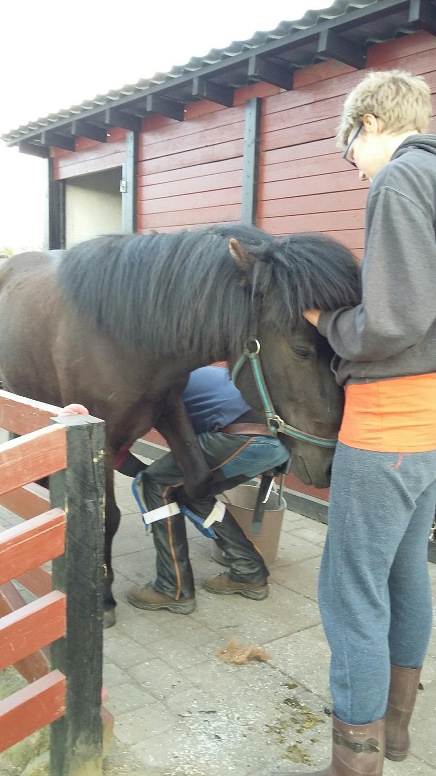 Islænder Flóra - Náttdís første hovtrimning som hun tog SÅ smukt og fandt stor tryghed hos mig <3 20.05.16 billede 16