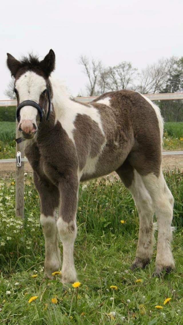 Irish Cob Mary's Prinsess by Lovecob - Prinsessen som føl ❤ billede 2