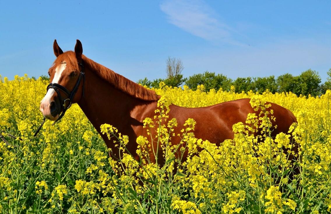 Welsh Cob (sec D) Haymo's Avador (aka. Lille Røde) billede 30