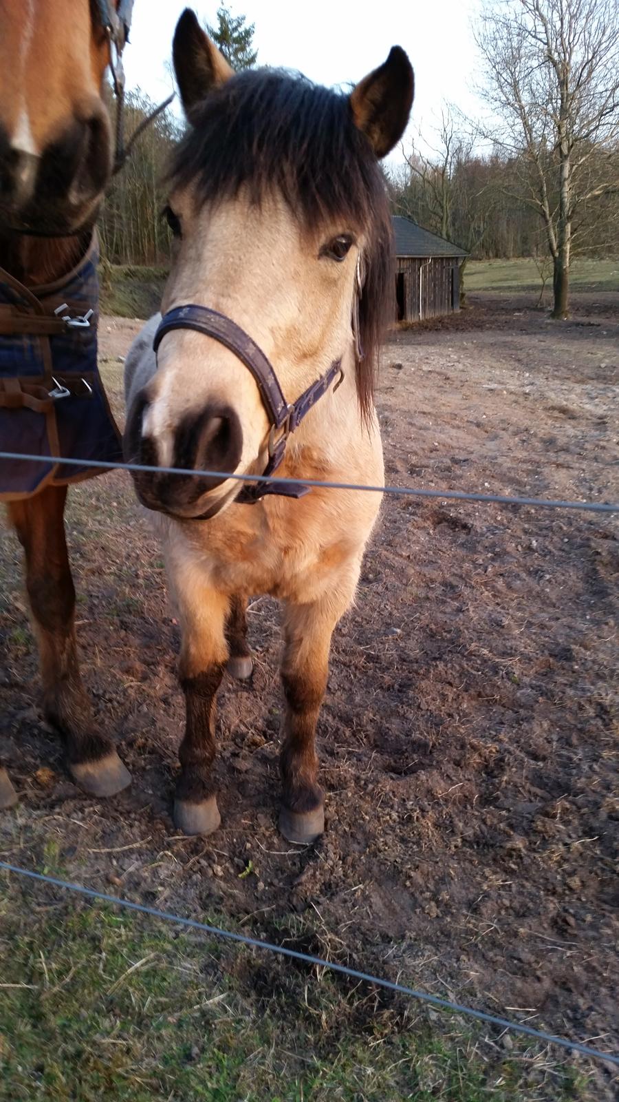 Anden særlig race Vegenå Beautie  solgt billede 1