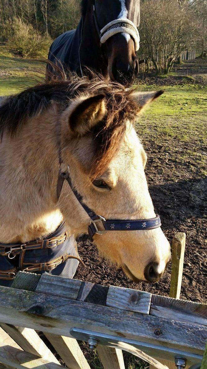 Anden særlig race Vegenå Beautie  solgt billede 2