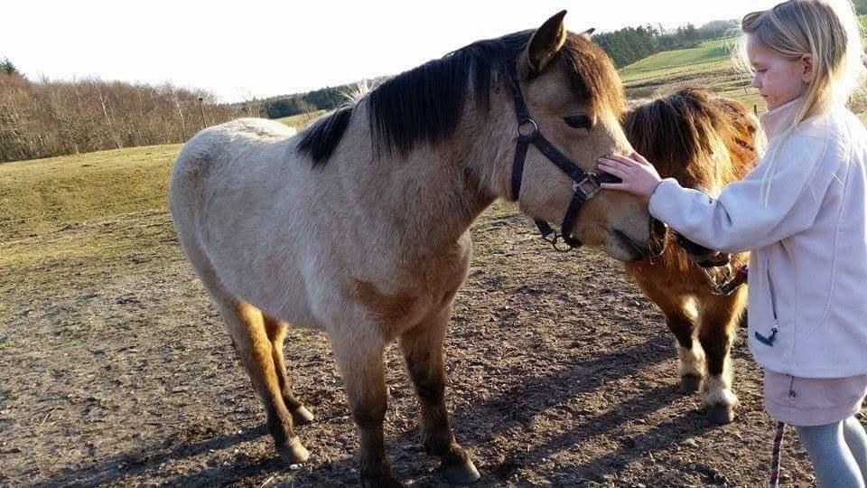 Anden særlig race Vegenå Beautie  solgt billede 4