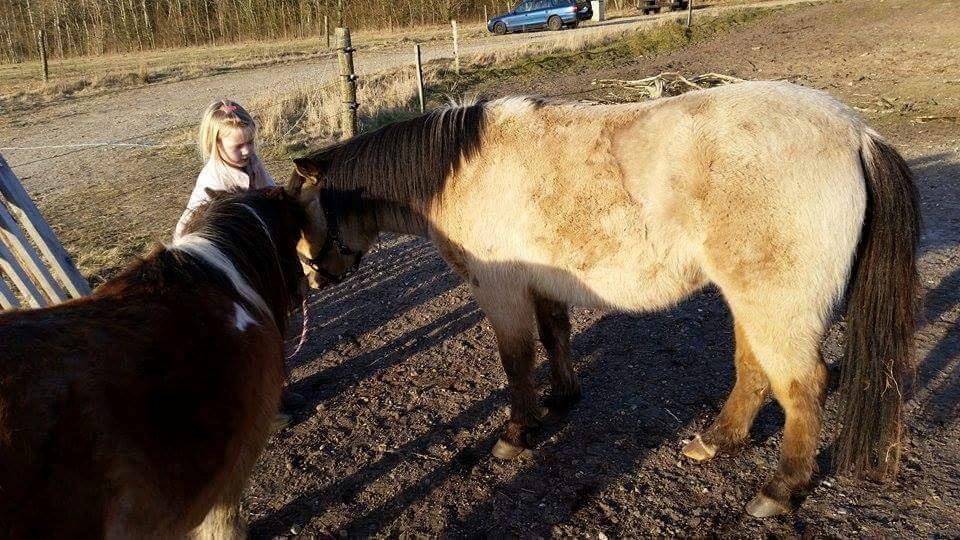 Anden særlig race Vegenå Beautie  solgt billede 5