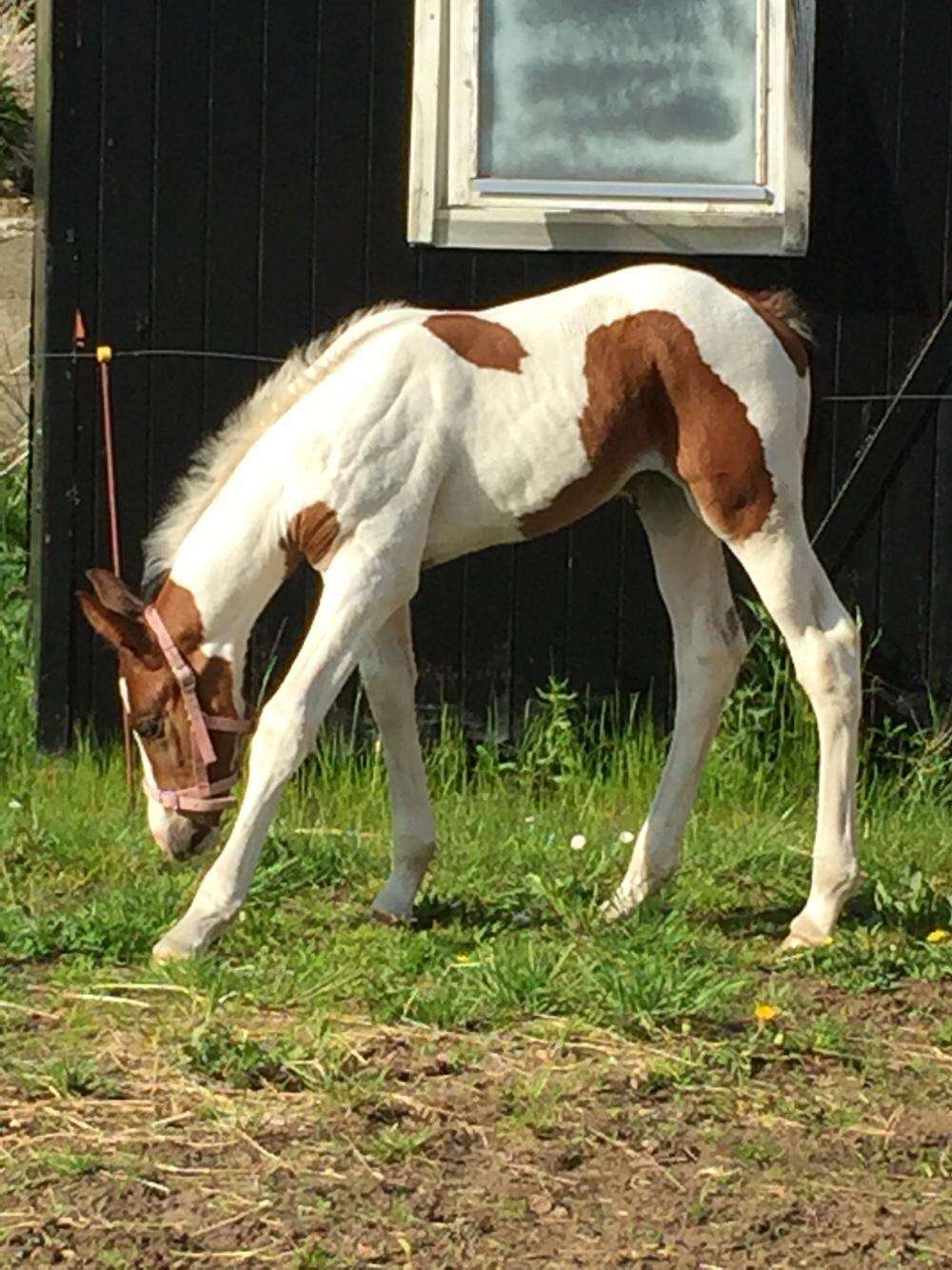 Anden særlig race Holmbergs Kiki Nova billede 2
