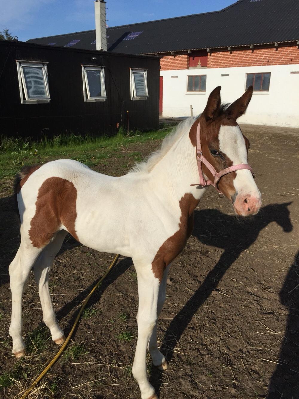 Anden særlig race Holmbergs Kiki Nova billede 3