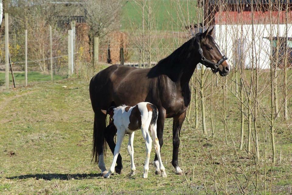Anden særlig race Holmbergs Kiki Nova billede 4